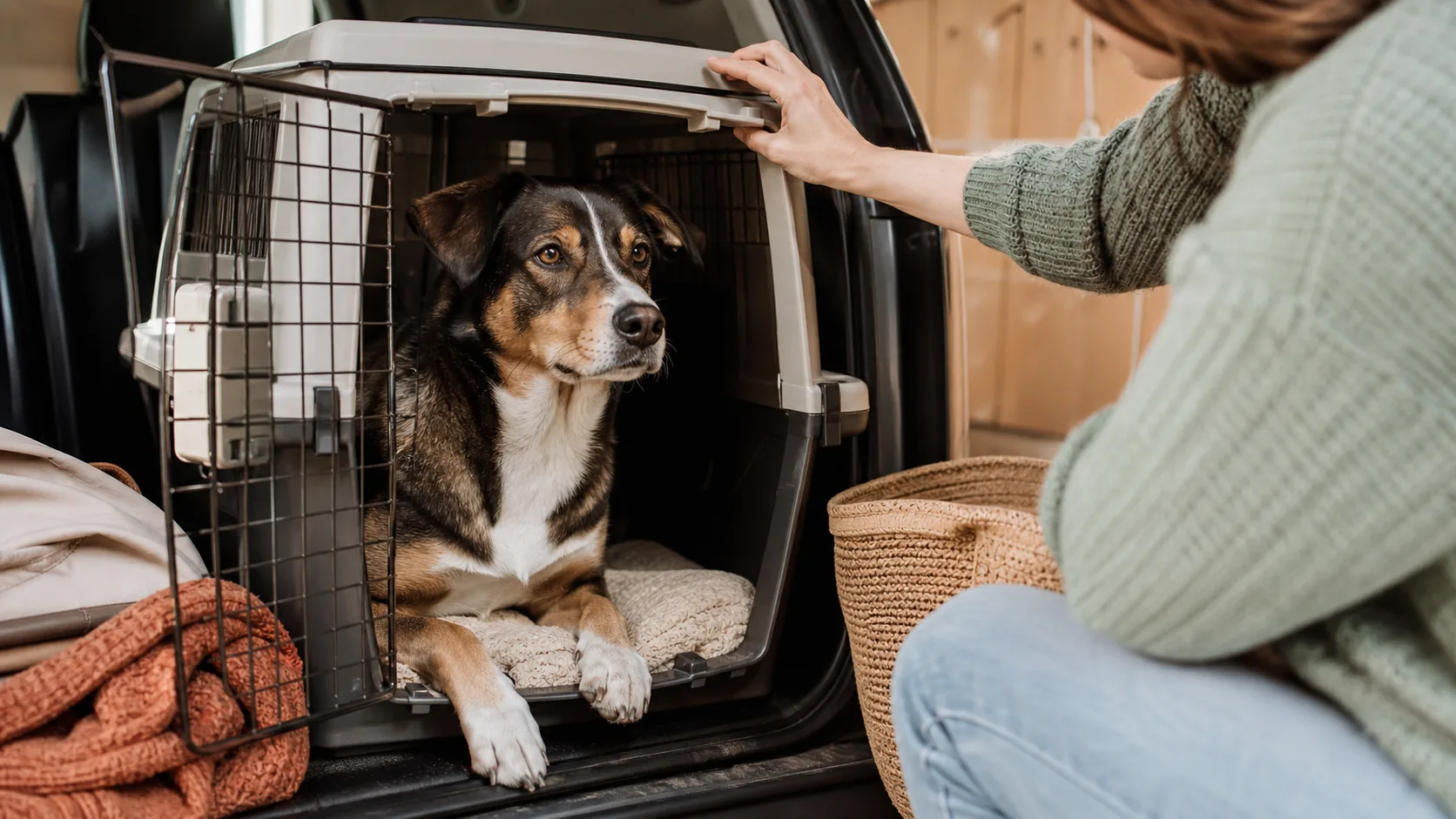 Hundeboxen im echten Tieralltag
