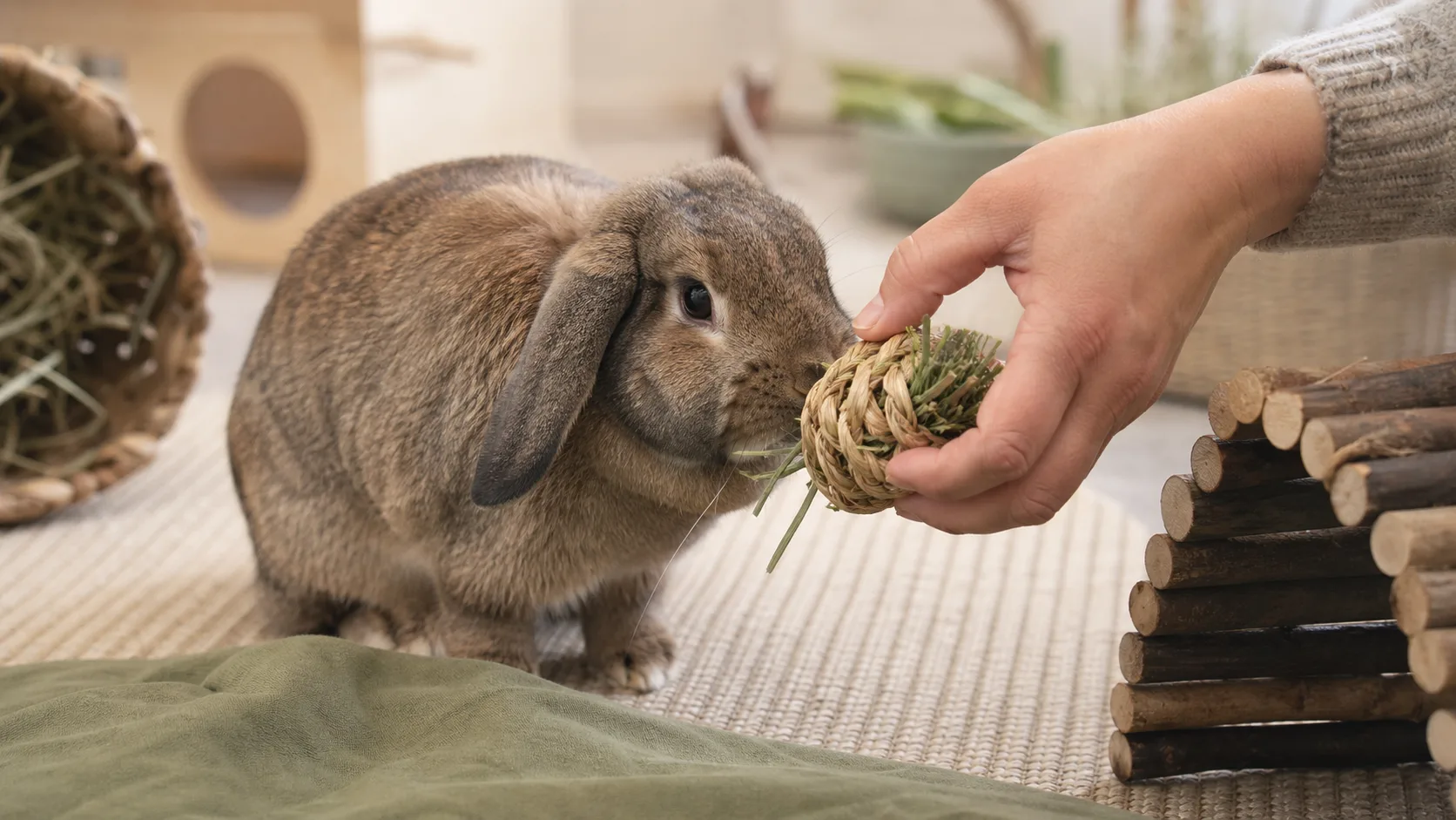 Beschäftigung im echten Tieralltag